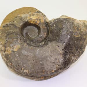 Germanonautilus bidorsatus (SCHLOTHEIM)