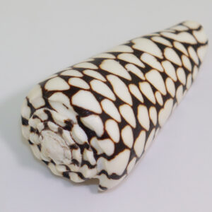 Conus marmoreus (LINNAEUS)