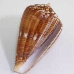 Conus hyaena (HWASS in BRUGUIERE)