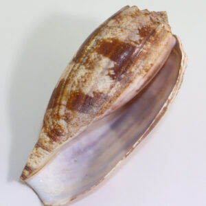 Conus geographicus (LINNAEUS)