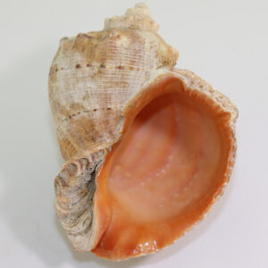 Rapana venosa (VALENCIENNES)