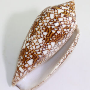 Conus textile (LINNAEUS)