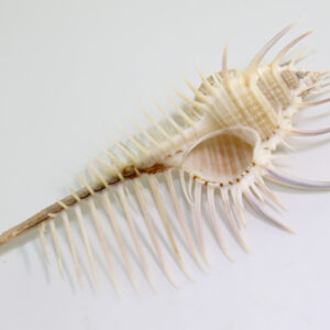 Murex pecten (LIGHTFOOT)