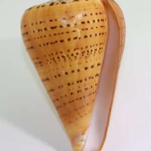 Conus betulinus (LINNAEUS)