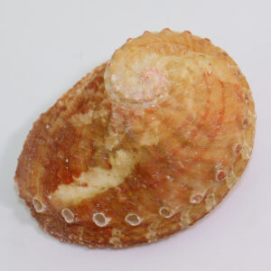 Haliotis ovina (GMELIN)