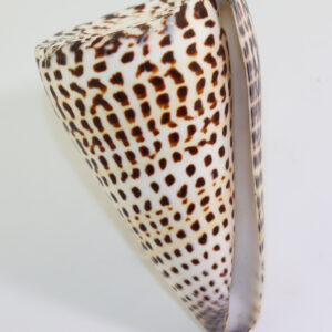 Conus litteratus (LINNAEUS)
