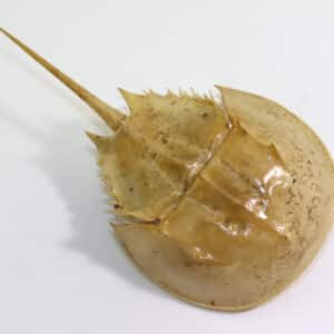 Limulus polyphemus (LINNAEUS)