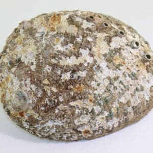Haliotis conicopora (PÉRON)