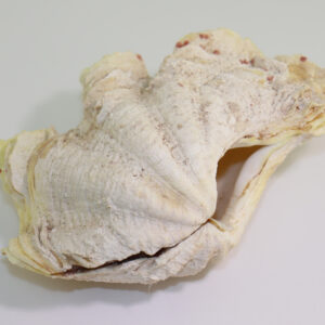 Tridacna crocea (LAMARCK)