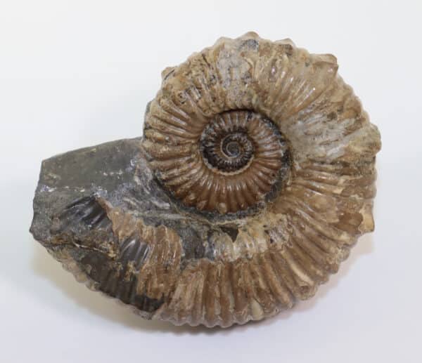 Australiceras jackii (ETHERIDGE) – Bild 2