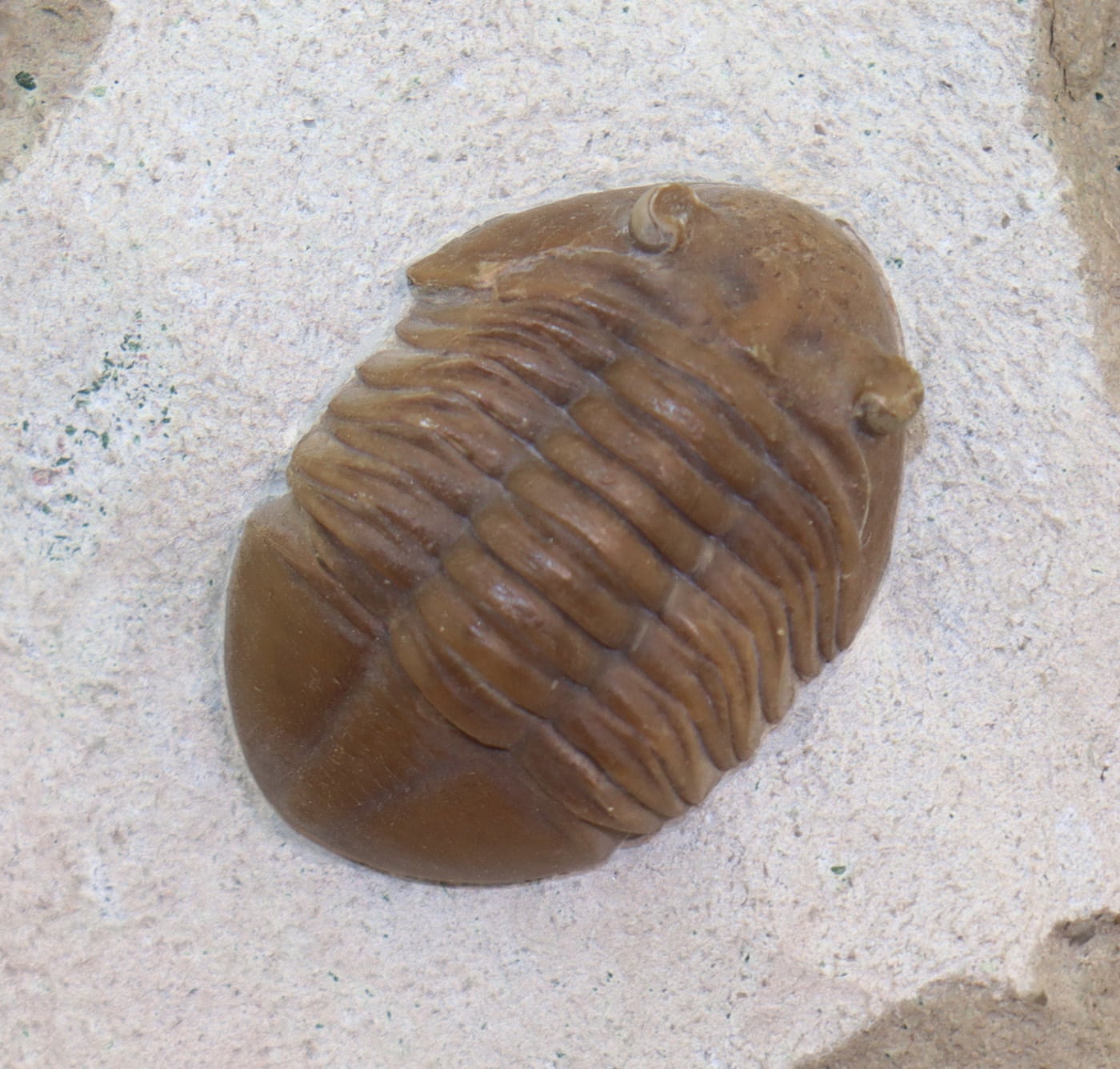 Asaphus (Neoasaphus) kotlukovi (BALASHOVA)