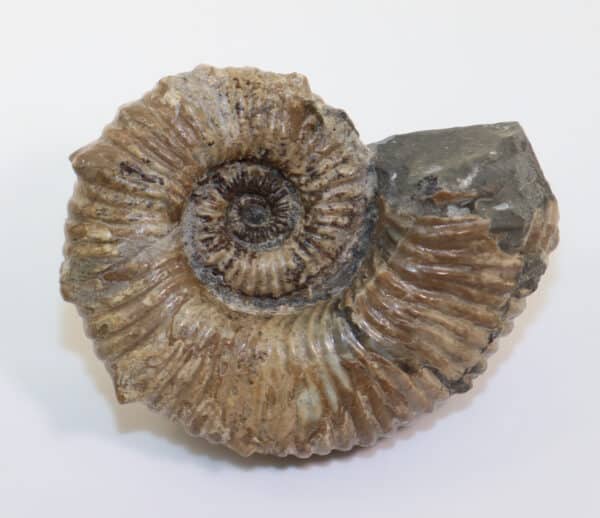 Australiceras jackii (ETHERIDGE)