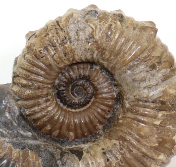 Australiceras jackii (ETHERIDGE) – Bild 3