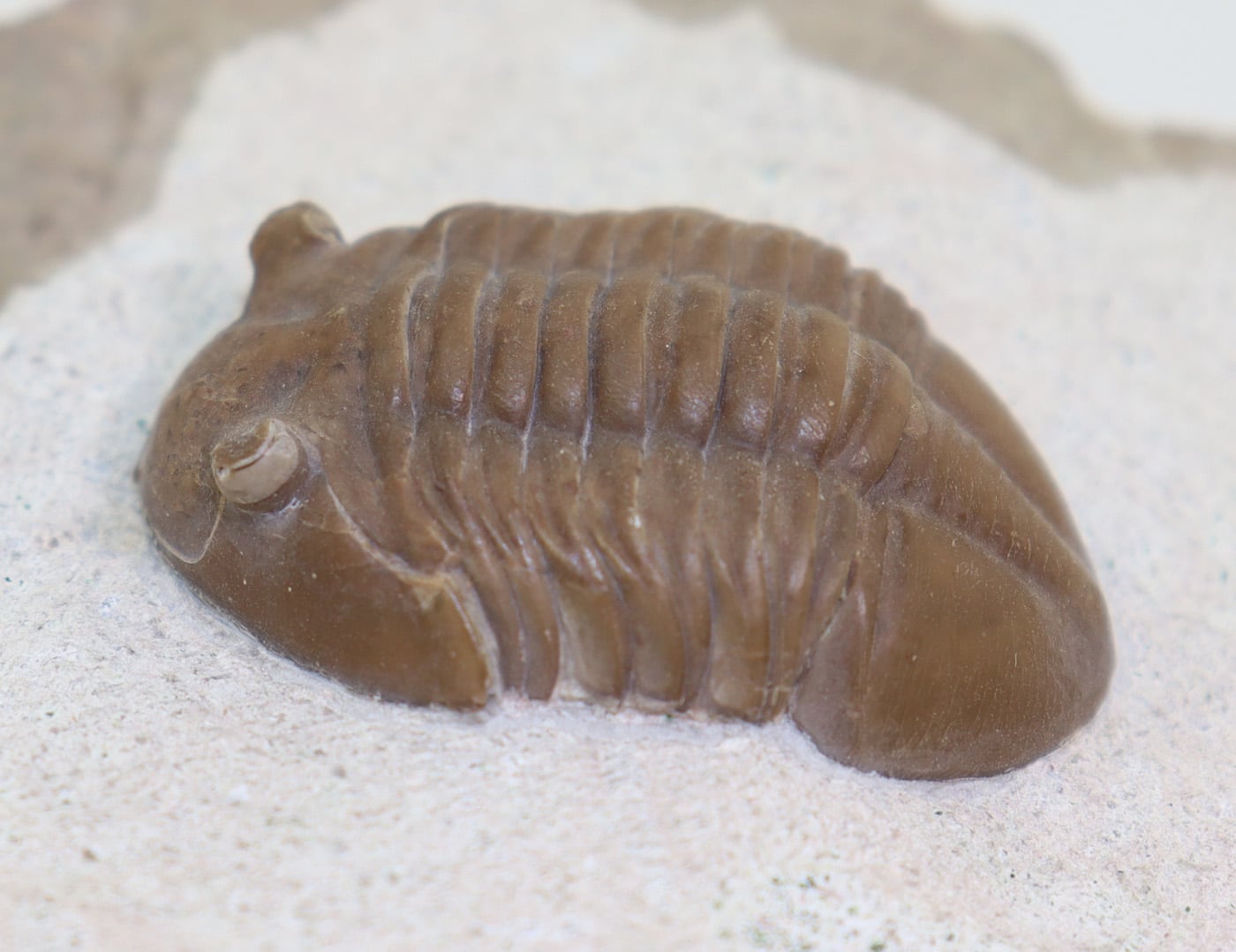 Asaphus (Neoasaphus) kotlukovi (BALASHOVA) – Bild 5