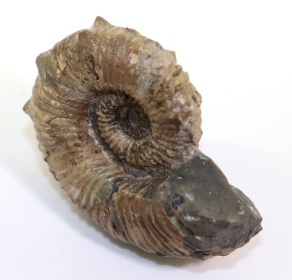 Australiceras jackii (ETHERIDGE) – Bild 5