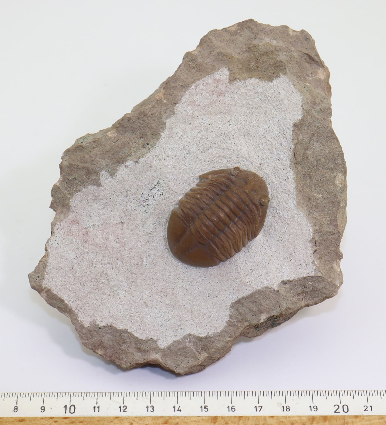 Asaphus (Neoasaphus) kotlukovi (BALASHOVA) – Bild 6