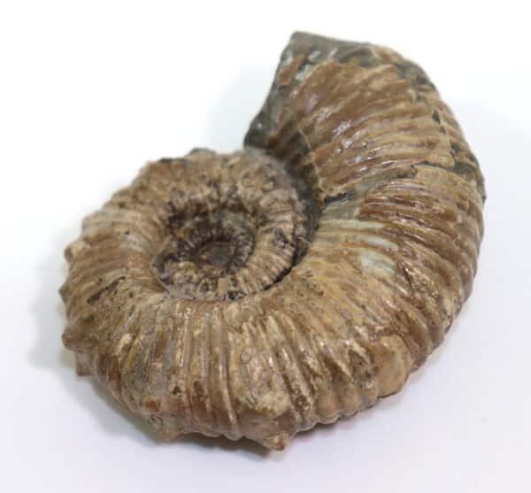 Australiceras jackii (ETHERIDGE) – Bild 6