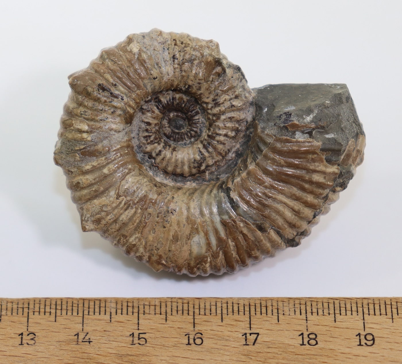 Australiceras jackii (ETHERIDGE) – Bild 7