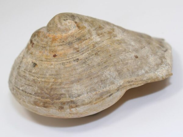 Velates schmiedelii (CUVILLIER)