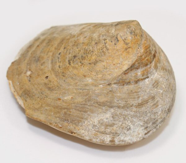 Velates schmiedelii (CUVILLIER) – Bild 3