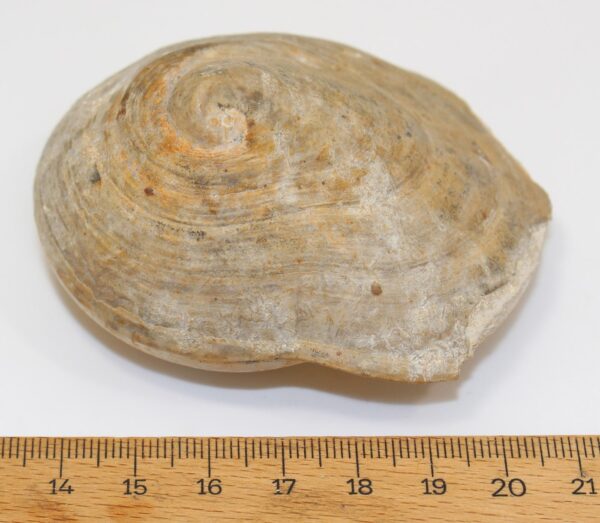 Velates schmiedelii (CUVILLIER) – Bild 4