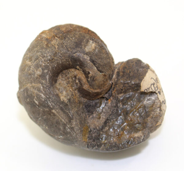 Bellerophon hiulcus (SOWERBY)