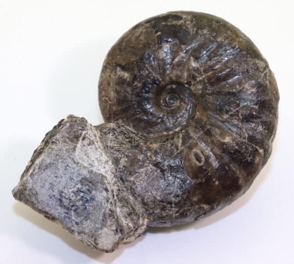 Favreticeras aff. wallacei (BUCHER) – Bild 2
