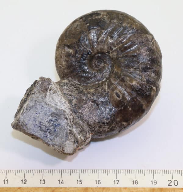 Favreticeras aff. wallacei (BUCHER) – Bild 3