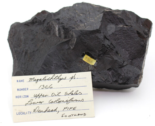 Megalichthys sp. (AGASSIZ) – Bild 5