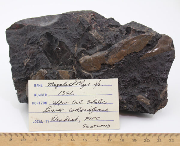 Megalichthys sp. (AGASSIZ) – Bild 6