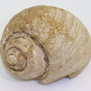 Ampullinopsis crassatina (LAMARCK)