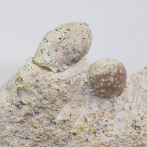 Ophidienovum mecheli (KUNTZ)