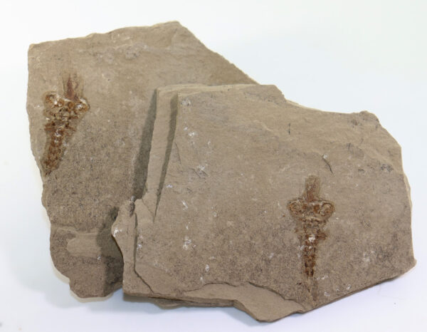 Latonia sp. (v. MEYER) – Bild 3