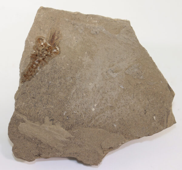 Latonia sp. (v. MEYER) – Bild 4