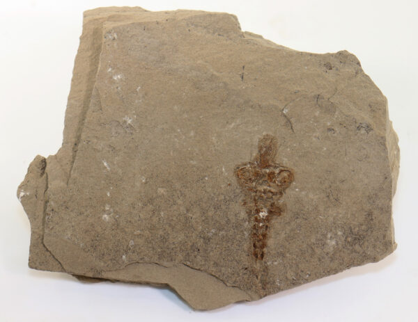 Latonia sp. (v. MEYER) – Bild 5
