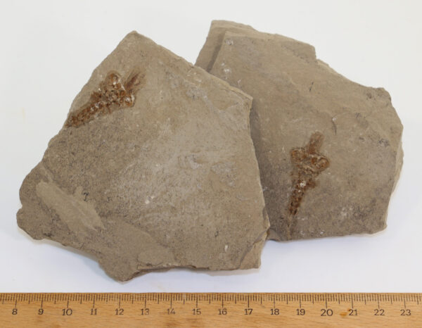Latonia sp. (v. MEYER) – Bild 6