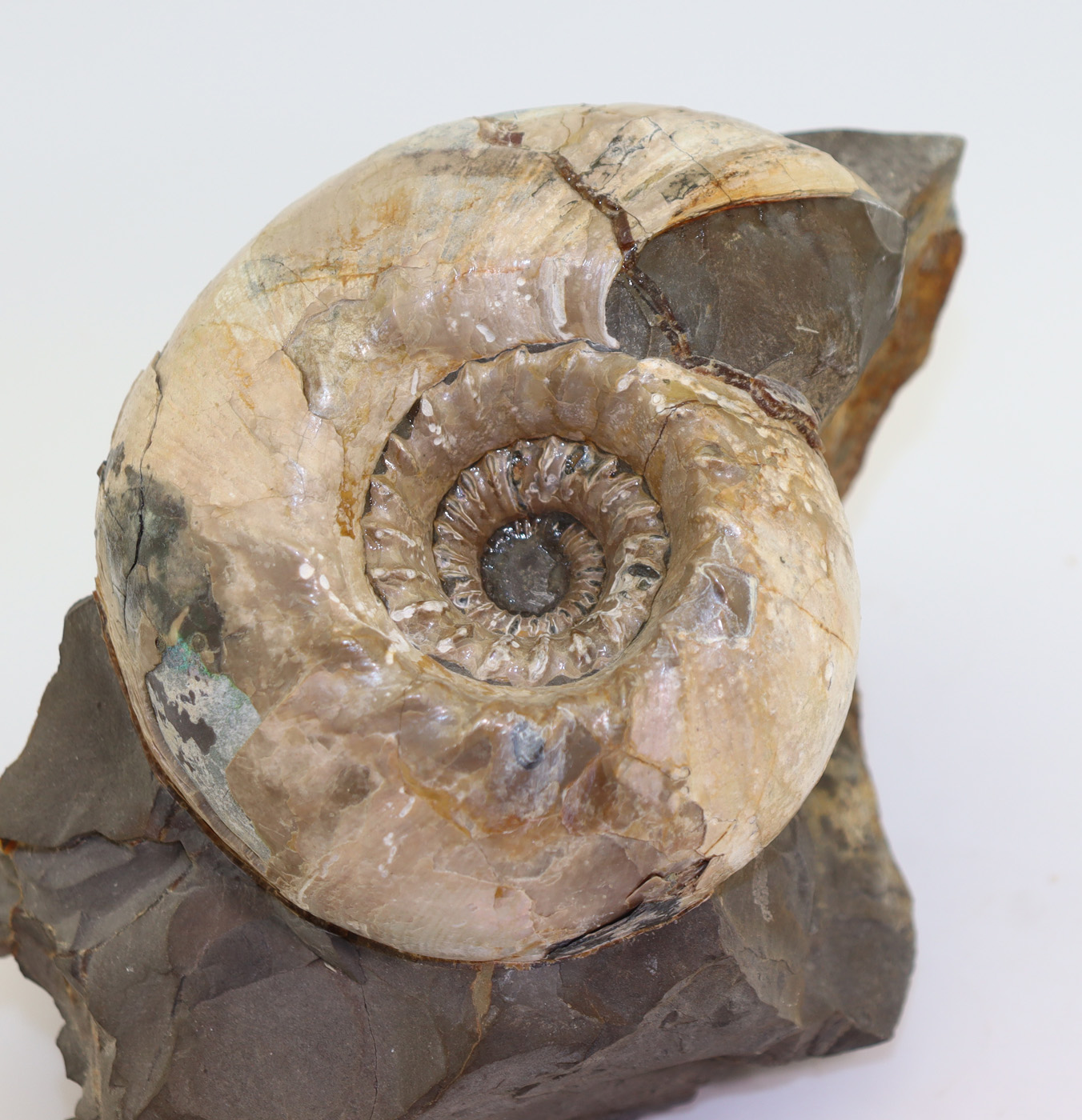 Cadoceras elatmae (NIKITIN)