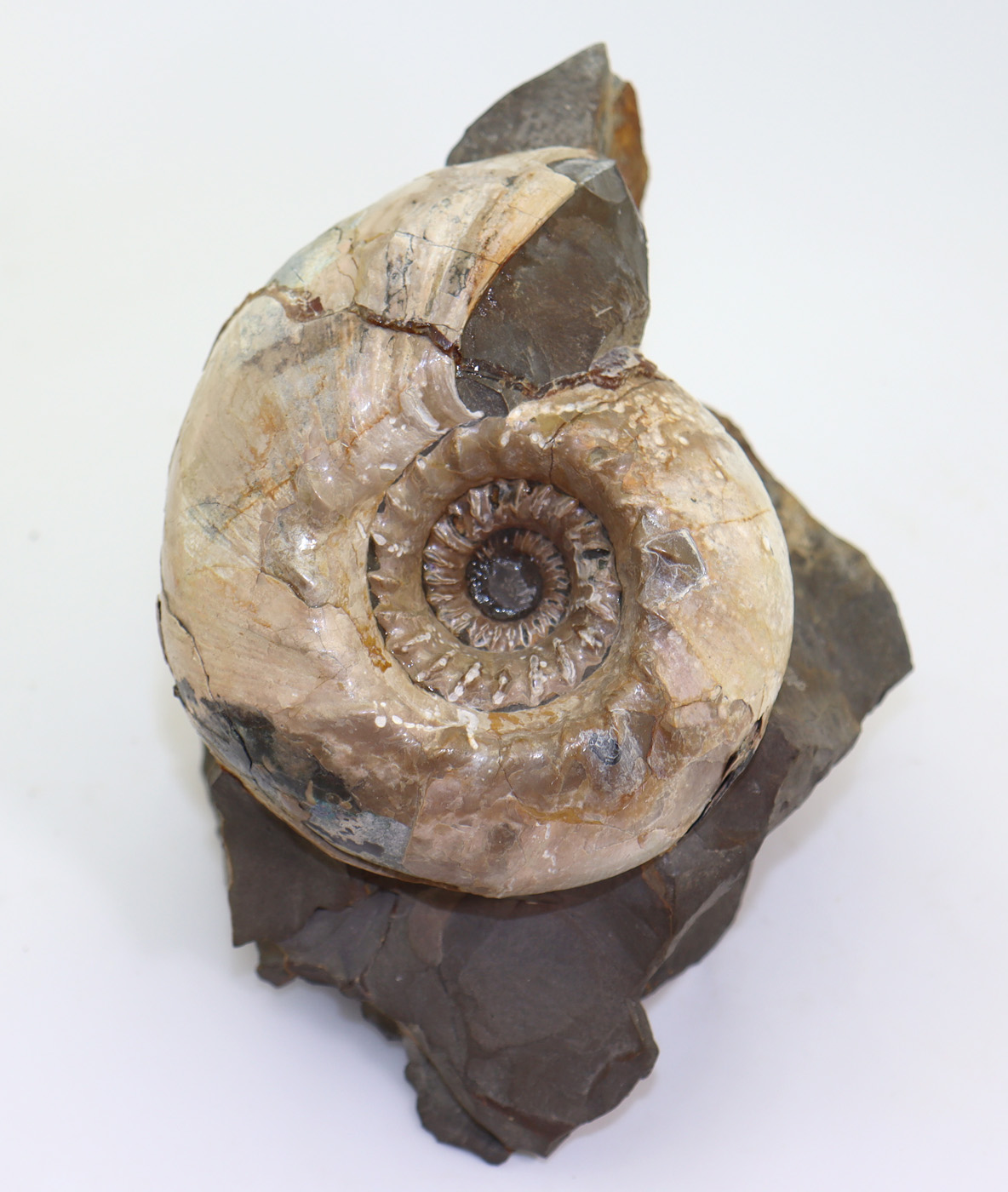 Cadoceras elatmae (NIKITIN) – Bild 2