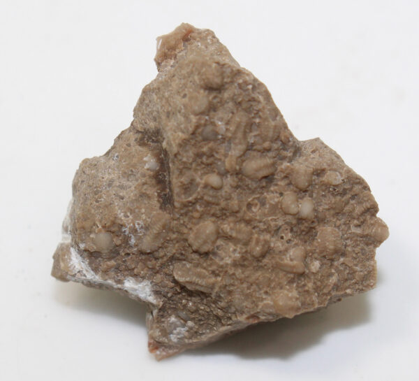 Isocolus sjögreni (ANGELIN) – Bild 2