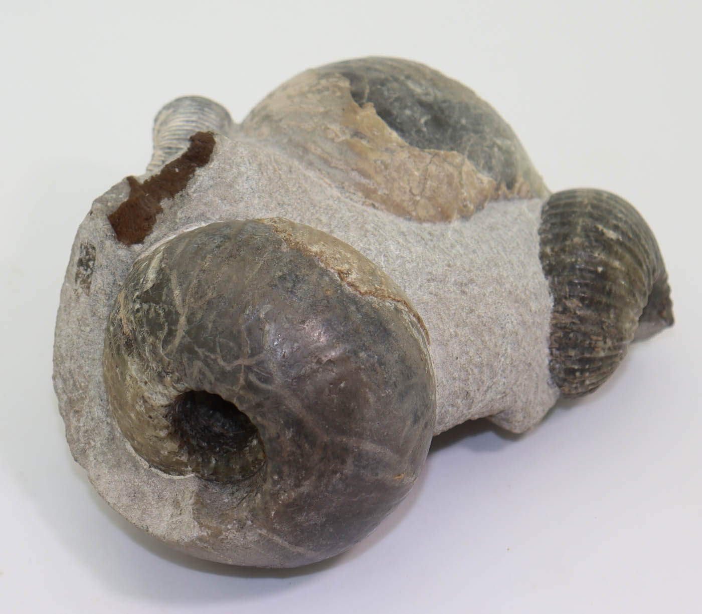 Cadoceras sublaeve (SOWERBY)