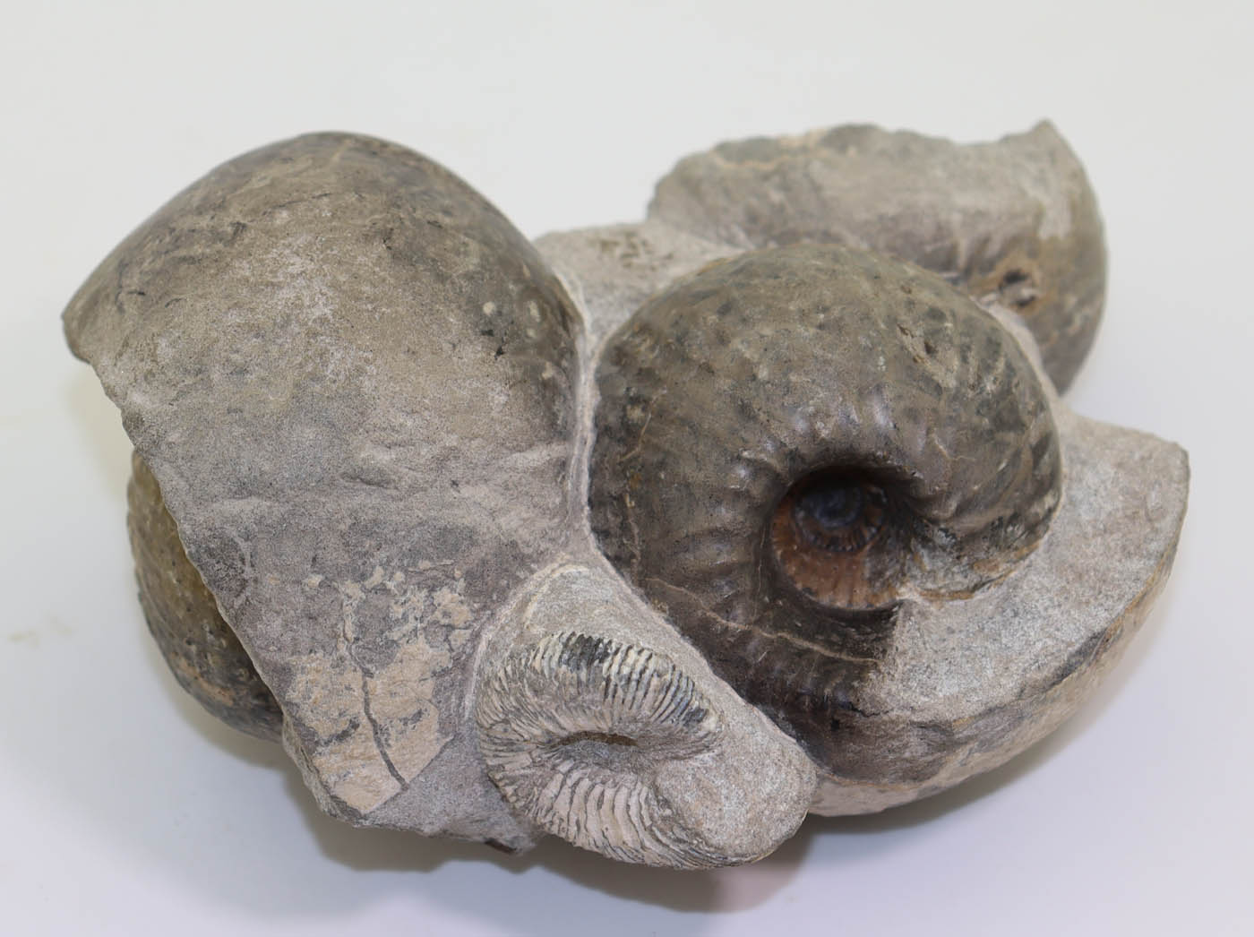 Cadoceras sublaeve (SOWERBY) – Bild 3