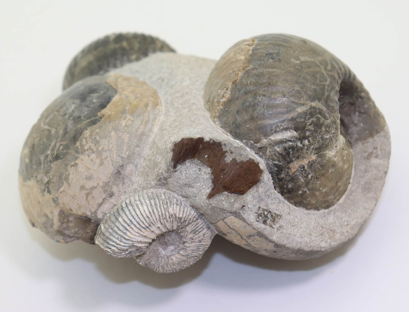 Cadoceras sublaeve (SOWERBY) – Bild 4