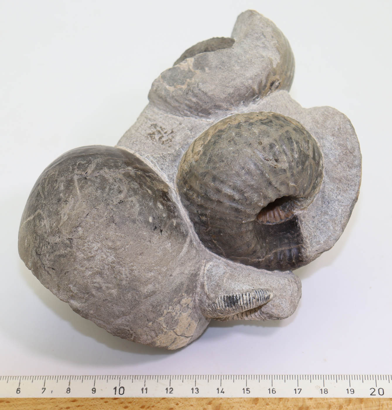 Cadoceras sublaeve (SOWERBY) – Bild 5