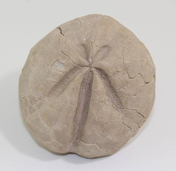 Trachiaster  lovisatoi (COTTEAU)