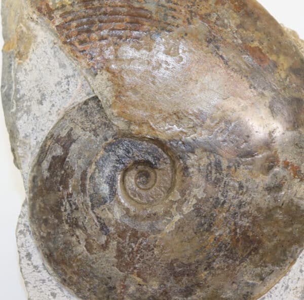 Amaltheus (Pseudoamaltheus) engelhardi (d´ORBIGNY) – Bild 4