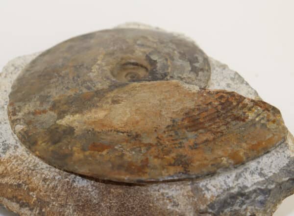 Amaltheus (Pseudoamaltheus) engelhardi (d´ORBIGNY) – Bild 5