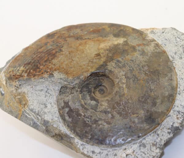 Amaltheus (Pseudoamaltheus) engelhardi (d´ORBIGNY) – Bild 6