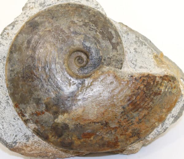 Amaltheus (Pseudoamaltheus) engelhardi (d´ORBIGNY) – Bild 7