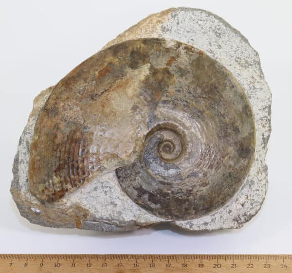 Amaltheus (Pseudoamaltheus) engelhardi (d´ORBIGNY) – Bild 8