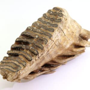 Mammuthus primigenius (BLUMENBACH)